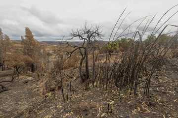 Vegetation of Portugal after the massive fires of 2023 (1 month after the event)