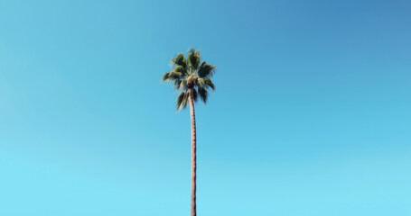 Hermosa palmera gigante en el cielo azul soleado.