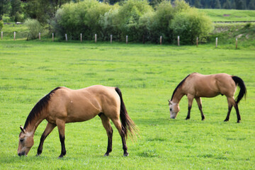 Buckskins grazing