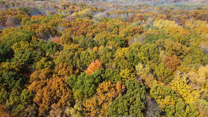 Fall foliage from above showing colors of leaves