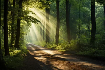 Fotobehang beautiful sunlight in the green forest © Salawati