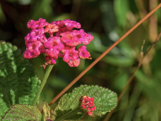 Macro photography of red lantana flowers with some dew drops, captured in a forest in the eastern Andean mountains of central Colombia.