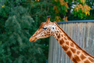 Giraffe