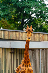 Giraffe