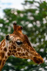 Giraffe