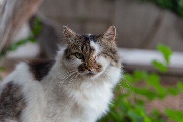 Street cats enjoy a walk in the park. Crimea, Russia, 24.08.2023