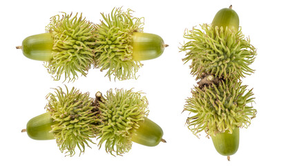 Collection of acorns  isolated on transparent background.