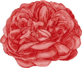 Watercolor red peony flower