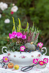 pink Alpenveilchen, Heidekraut und Kürbis in einer vintage Suppenterrine im Garten