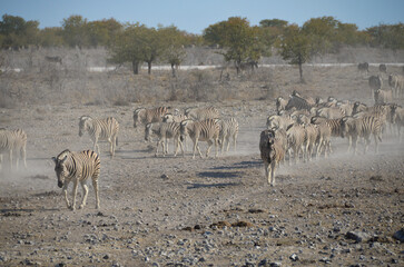 Fototapeta na wymiar Cebras en busca de agua en Namibia
