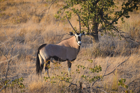 Un precioso &Oacute;rix de Etosha, Namibia