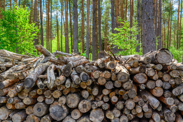 Forest pine and spruce trees. Log trunks pile, the logging timber wood industry. - 653397745