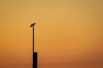 The silhouette of an osprey as it sits on a pole during a golden sunset - Powered by Adobe