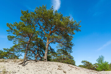 Green bright pine trees against the blue sky. Dunes and sand. Baltic coast of Poland. - 653397993