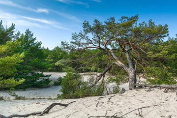 Green bright pine trees against the blue sky. Dunes and sand. Baltic coast of Poland.