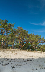 Fototapeta na wymiar Green bright pine trees against the blue sky. Dunes and sand. Baltic coast of Poland.