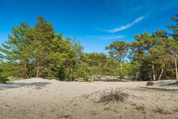 Green bright pine trees against the blue sky. Dunes and sand. Baltic coast of Poland. - 653398384