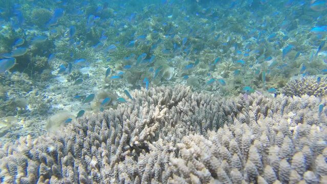 School of cute fish Chromis viridis on the Acropora coral closeup.