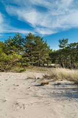 Green bright pine trees against the blue sky. Dunes and sand. Baltic coast of Poland. - 653398544