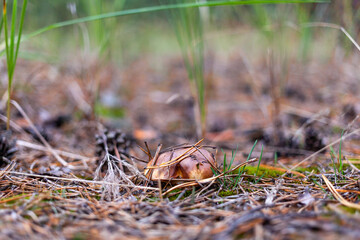 Slippery Jacks mushroom in pine forests after a rainy day in autumn. They are found across the world in pine forests. Selective focus. Suillus luteus. Slippery Jacks. Sticky bun mushroom.
