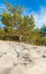 Green bright pine trees against the blue sky. Dunes and sand. Baltic coast of Poland. - 653398599