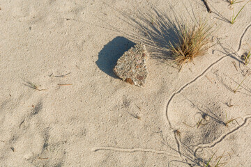 Lonely dry plants against a background of light sand. Dejection and abandonment. Sad mood. - 653398762