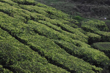 Fototapeta na wymiar Coffee plantation landscapes with tress at center