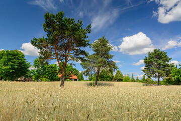 Ripe wheat field and farm in the background. Trees and blue sky. Harvesting. - 653399117