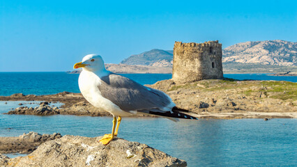 Amazing view of seagull in the Pelosa beach with the island of Asinara in the background, Stintino, Sardinia.