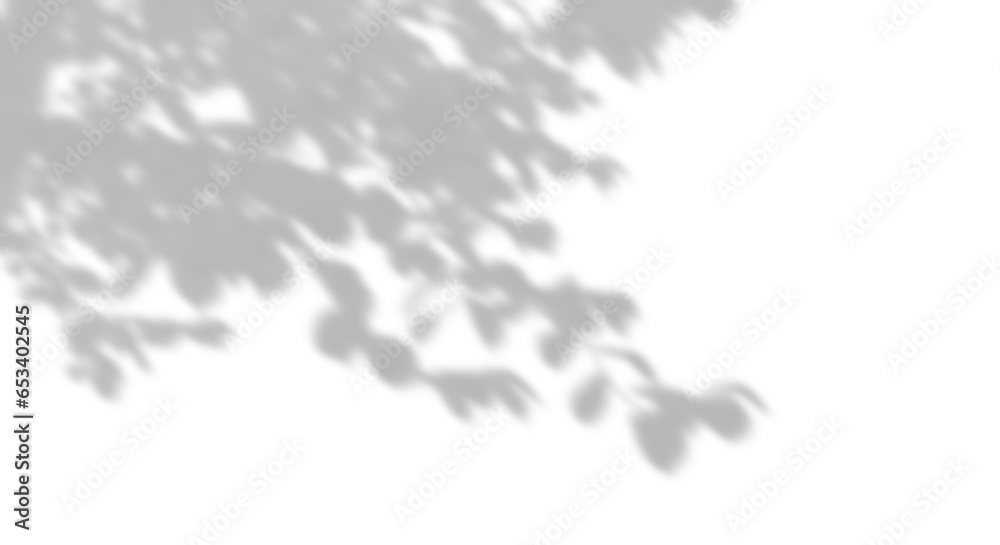 Wall mural nature shade shadow tree branches leaves movement cutout on transparent backgrounds 3d rendering