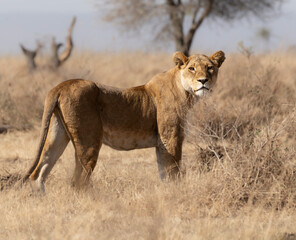 Lion standing looking front in the savanna in Serengeti Africa