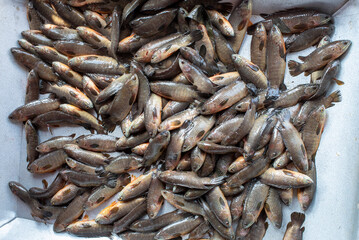 Fish harvest