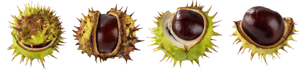 Collection of chestnuts  isolated on transparent background.
