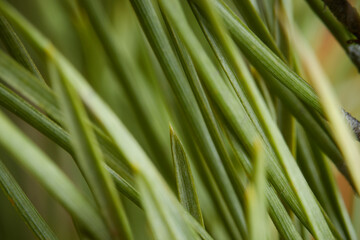 Fototapeta na wymiar macro photo green needles on coniferous tree, close-up blurred background