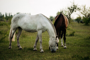 Obraz premium Two horses graze on a green lush meadow