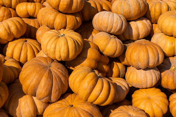 pumpkins at the autumn market on the street