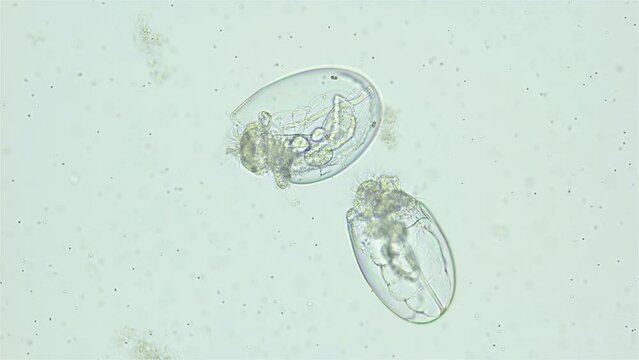 Larva veliger Mollusca Nudibranchia under microscope, family Onchidorididae. Possibly Onchidoris muricata. Movement of food particles in stomach is visible. White Sea