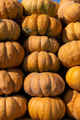 pumpkins at the autumn market on the street