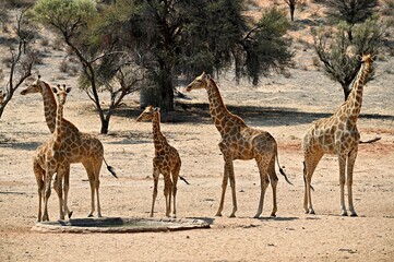 giraffe in the savannah. Nossob dry riverbed, kalahari kgalagadi,