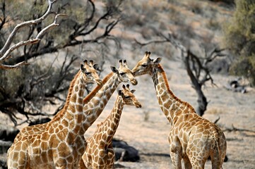 giraffe in the wild. Heads of a giraffe family in Kgalagadi Klahari