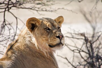 Portrait of a young Kalahari lion in the vast Kalahari desert of Kgalagadi