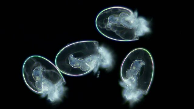 Larva veliger Mollusca Nudibranchia under microscope, family Onchidorididae. Possibly Onchidoris muricata. Movement of food particles in stomach is visible. White Sea