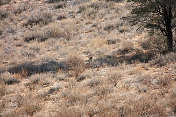Cheetah hides in the shade looking for prey