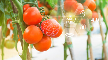 Tomatoes in greenhouse with infographics, Smart farming and precision agriculture 4.0 with visual...