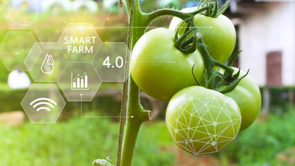 Tomatoes in greenhouse with infographics, Smart farming and precision agriculture 4.0 with visual...