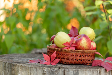 Basket with apples on a large stump, in the apple orchard