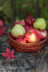 Basket with apples on a large stump, in the apple orchard