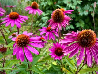 close-up of purple flowers with large petals in a garden on a summer day
