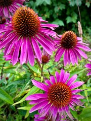 close-up of purple flowers with large petals in a garden on a summer day
