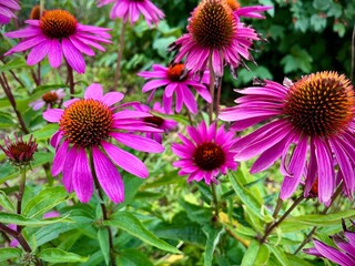 Obraz premium close-up of purple flowers with large petals in a garden on a summer day 
